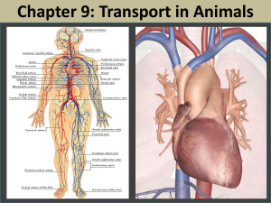 Transport in Animals: Circulatory System, Heart, Blood Vessels