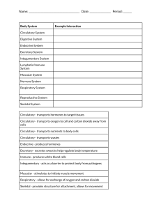 Human Body Systems Interaction Worksheet | Biology Activity