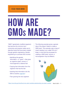 How GMOs Are Made: Understanding Genetic Engineering & Bt Corn