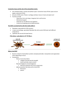 Connective Tissue & Extracellular Matrix: Presentation