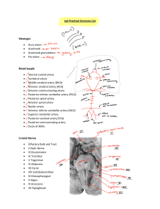 Lista de Estruturas para Pr&aacute;tica Laboratorial de Neuroanatomia