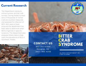 Bitter Crab Syndrome: Identification, Research & Safety | Alaska Fish & Game