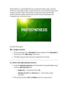 Photosynthesis Explained: A Simple Guide