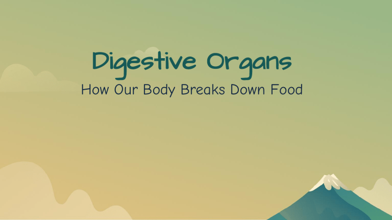 Digestive System: How Food Becomes Energy