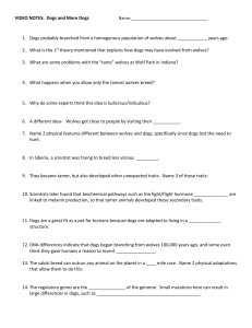 Dogs and More Dogs Video Notes Worksheet | Evolution & Genetics