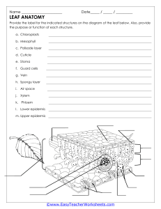 Leaf Anatomy Worksheet: Label Structures & Functions