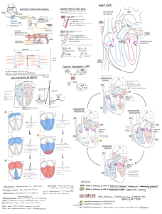 Guia de Estudo de Fisiologia Humana: Cora&ccedil;&atilde;o & M&uacute;sculo