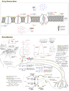 1) Neurophysiology