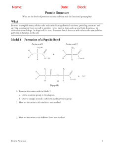 Protein Structure: Levels, Bonds, & Functional Groups Explained