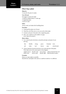 Plants Lesson 1 Worksheet: Observing Leaves, Stems, Roots