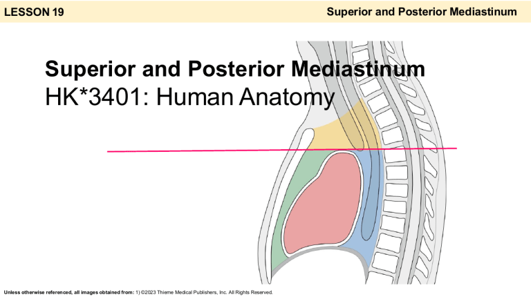 Superior & Posterior Mediastinum Anatomy: HK*3401 Human Anatomy