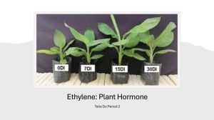 Ethylene: Plant Hormone Functions, Production & Effects