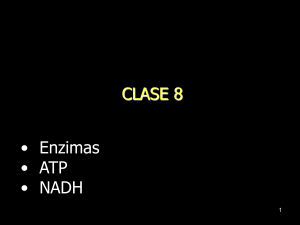 Enzimas ATP NADH Bioqu&iacute;mica Presentaci&oacute;n