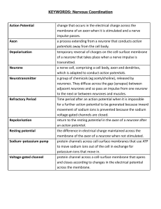 Nervous Coordination Glossary: Action Potential, Neurone, Neurotransmitter