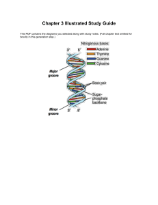 Chapter 3 Illustrated Study Guide: DNA Structure & Components