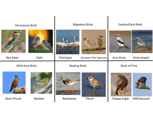 Bird Classification Chart: Types of Birds for Students