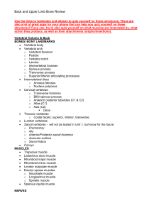 Anatomy Review: Back & Upper Limb
