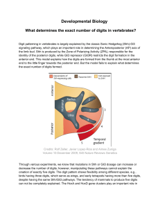 Determining Digit Number in Vertebrates: Shh, Gli3, and Hox Genes