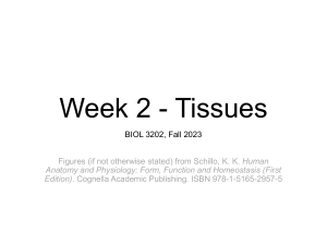 Week 2 Tissues: BIOL 3202 Lecture Notes