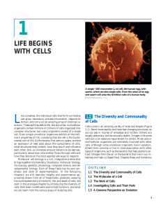 Life Begins with Cells: Cell Biology Introduction