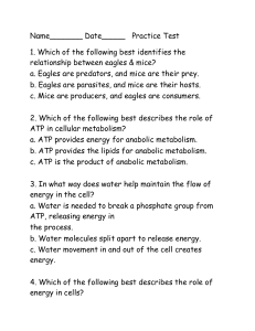 Biology Practice Test on Ecology & Cells