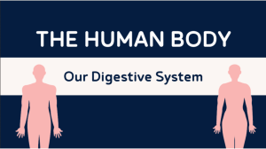 Human Digestive System Overview