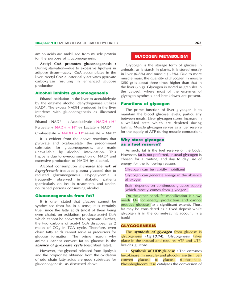 Gluconeogenesis and Glycogen Metabolism