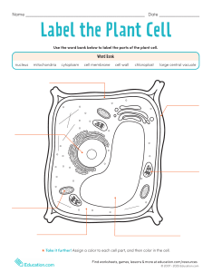 Label the Plant Cell Worksheet