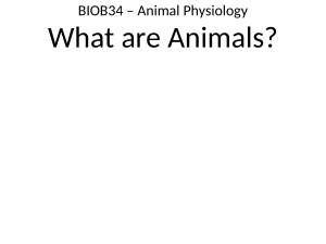 Animal Physiology: What are Animals? BIOB34
