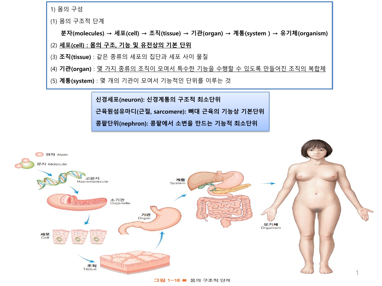 인체 해부학 및 생리학 요약 노트, image size:1500x1125