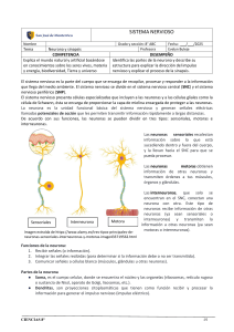 Ficha: Neurona y Sinapsis para 8&deg; Grado