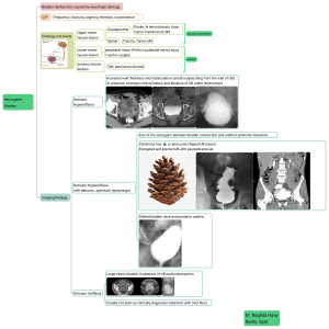 Neurogenic Bladder: Etiology and Radiology