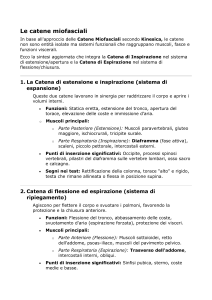 Le Catene Miofasciali: Guida all'Approccio Kinesica