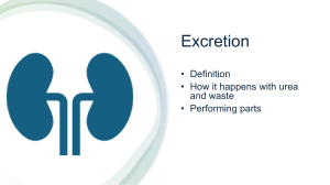 Excretion and Prenatal Health Guide