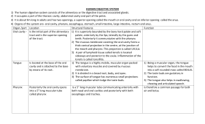 Human Digestive System: Anatomy and Functions