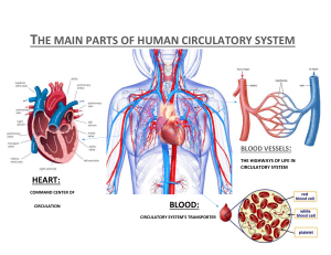 Human Circulatory System Components