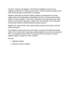 Alligator Facts: Habitat, Diet, and Adaptations