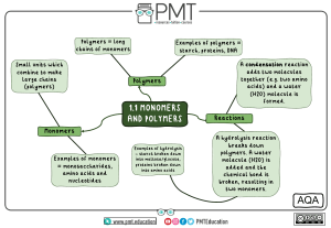 Monomers & Polymers Biology Guide