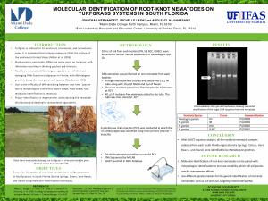 Molecular Identification of Root-Knot Nematodes on Turfgrass in South Florida