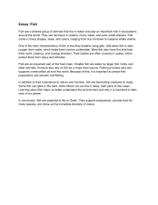 Essay on Fish: Characteristics and Importance