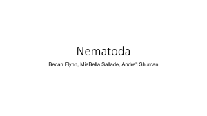 Nematoda Biology Presentation