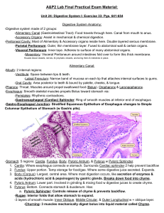 A&P Lab Final: Digestive, Urinary & Reproductive Systems