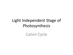Calvin Cycle: Light Independent Reactions
