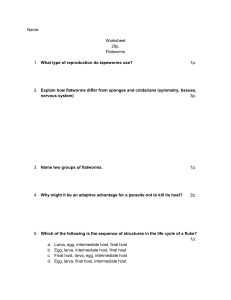 Biology Worksheet: Flatworms, Sponges, Cnidarians