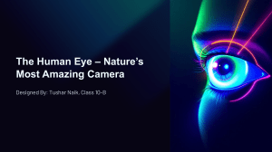 The Human Eye: Anatomy and Function