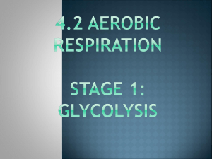 Glycolysis Process Explained: Steps & ATP Yield