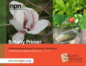 Botany Primer: Plant Identification Guide