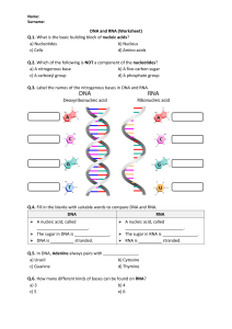 DNA and RNA Worksheet for Biology