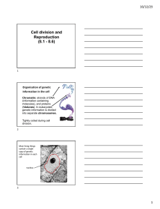 Cell Division and Mitosis Presentation