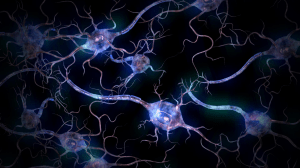 Nervous System & Stroop Test Presentation